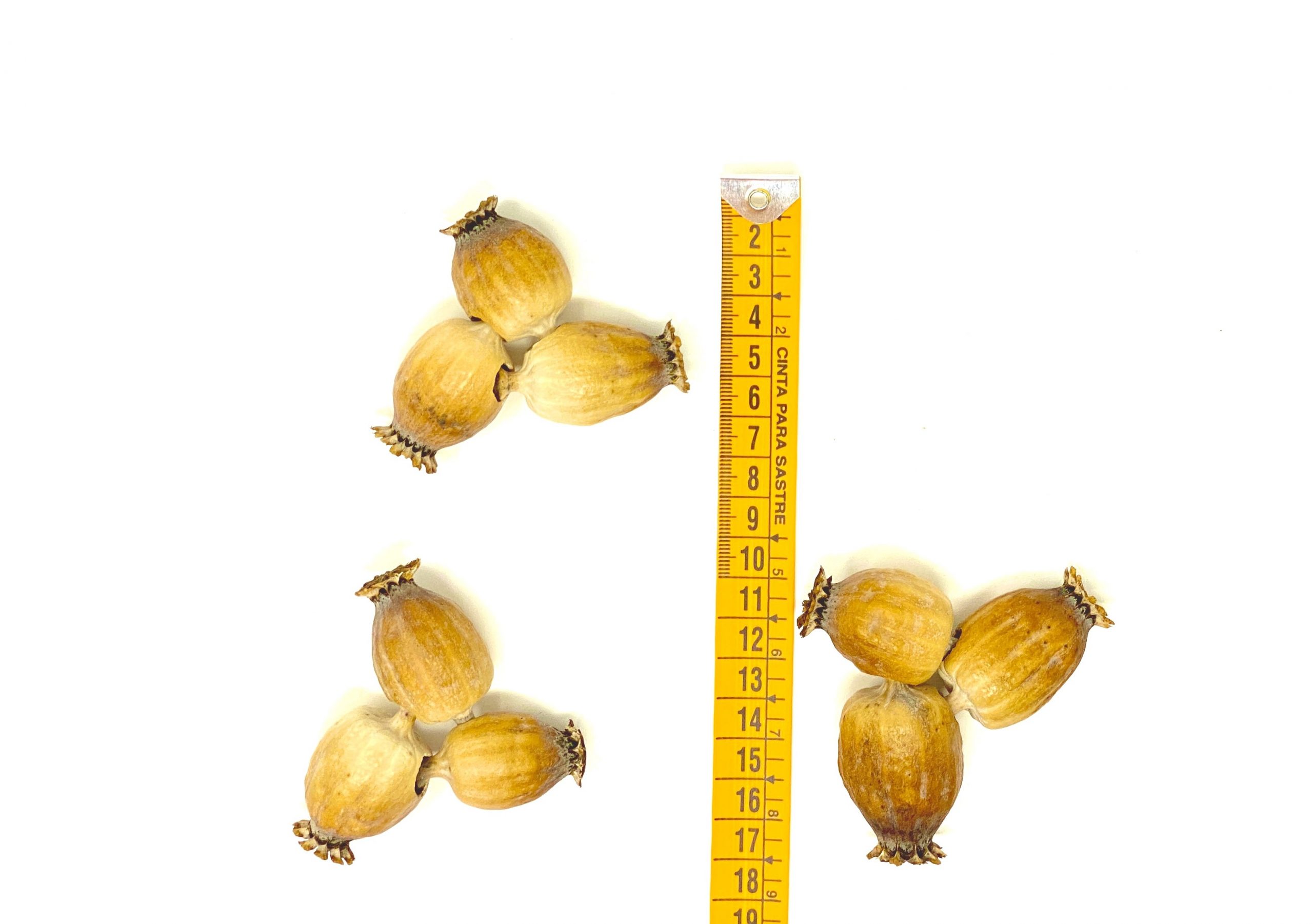 BASIC Dried Craft Bulbs Dried craft pods