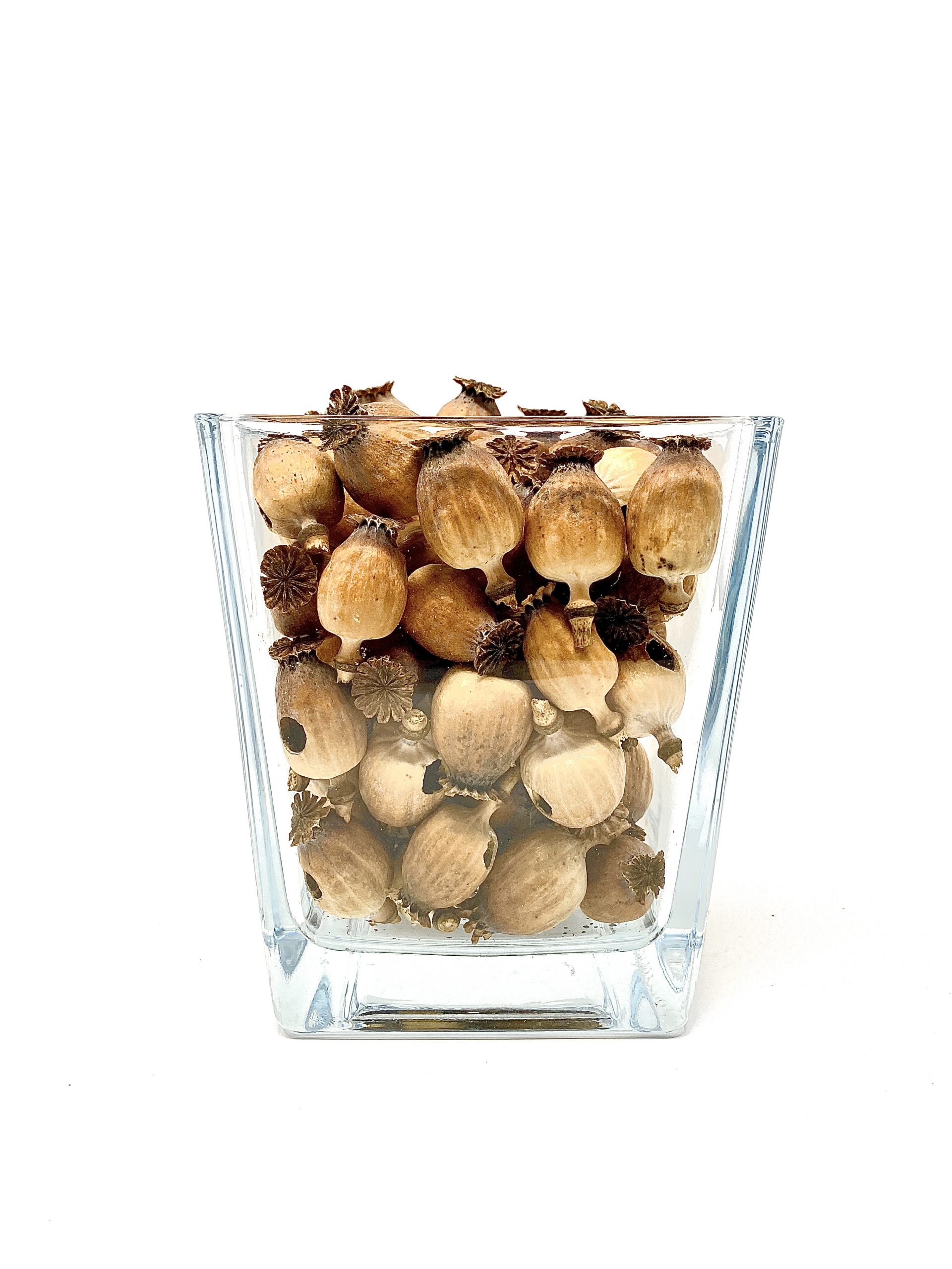 BASIC Dried Craft Bulbs Dried craft pods